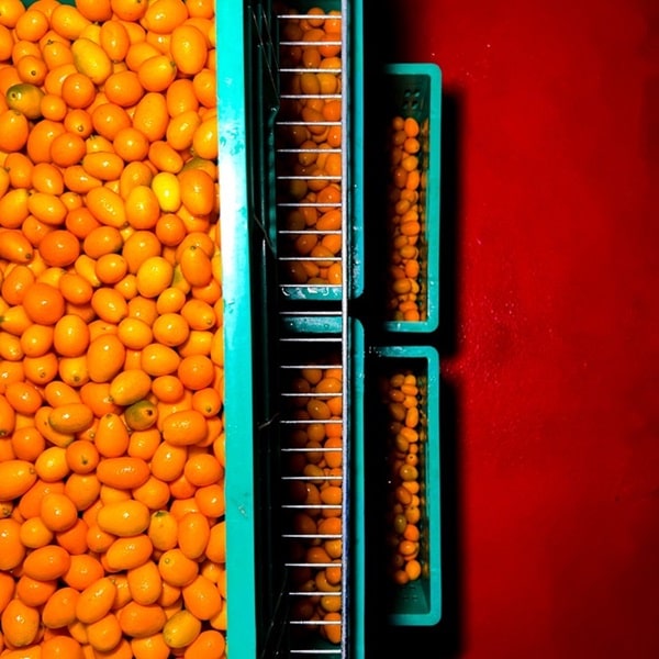 swet_Hot_Sauce_Kumquat_3_Natural_Belgium_Berlin_Soul_Objects